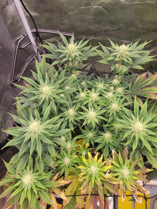 White Truffle BX x Rainbow Melon. Week 9