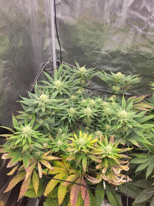 White Truffle BX x Rainbow Melon. Week 9