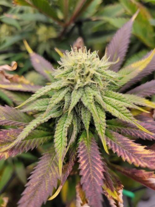 White Truffle BX x Rainbow Melon. Week 10