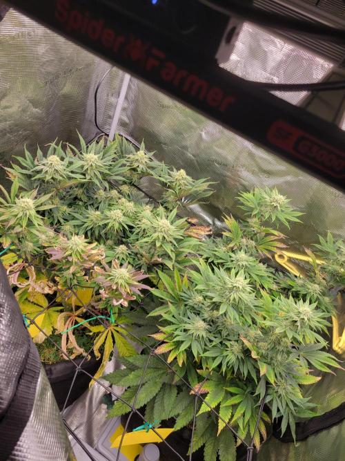 White Truffle BX x Rainbow Melon. Week 10