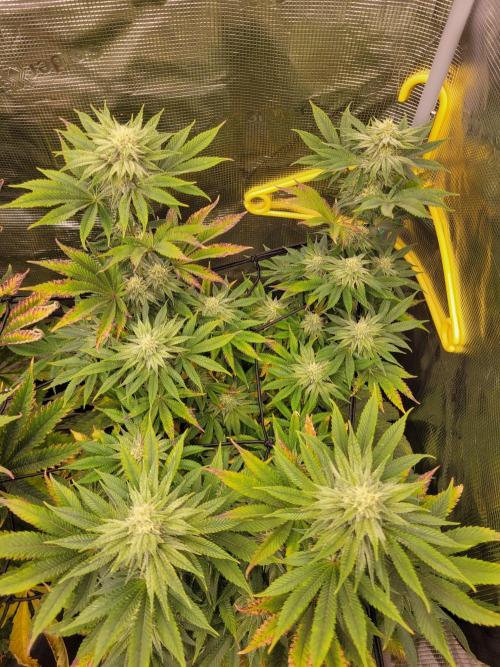Chem D x Banana Zkittlez. Week 10