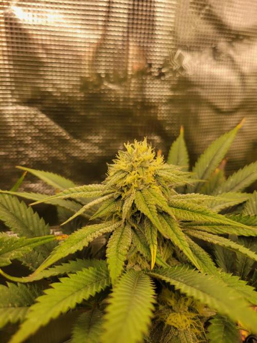 Chem D x Banana Zkittlez. Week 10