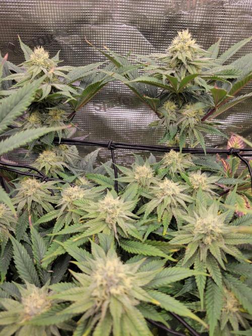 White Truffle BX x Rainbow Melon. Week 11