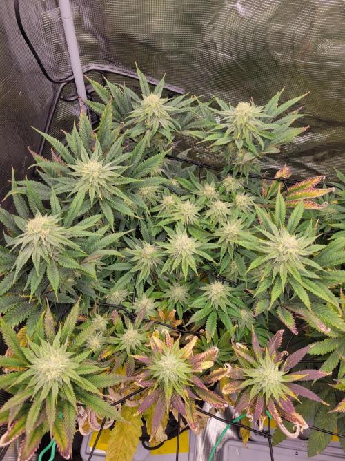White Truffle BX x Rainbow Melon. Week 11