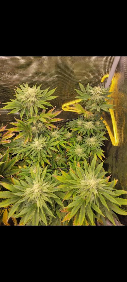 Chem D x Banana Zkittlez. Week 11