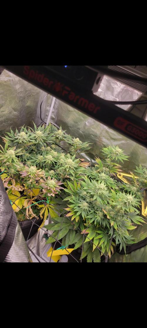 Chem D x Banana Zkittlez. Week 11