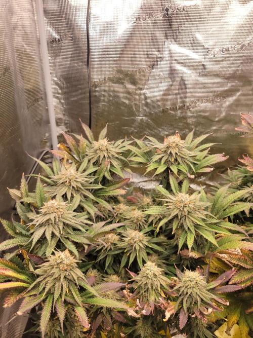 White Truffle BX x Rainbow Melon. Week 12