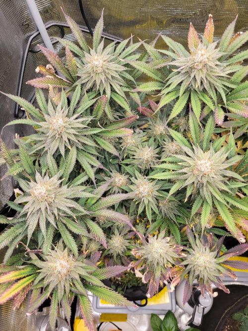 White Truffle BX x Rainbow Melon. Week 12