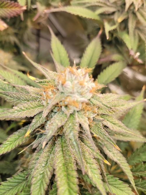 White Truffle BX x Rainbow Melon. Week 12
