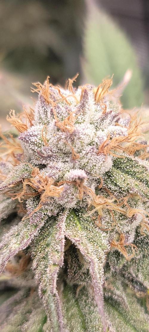 White Truffle BX x Rainbow Melon. Week 12