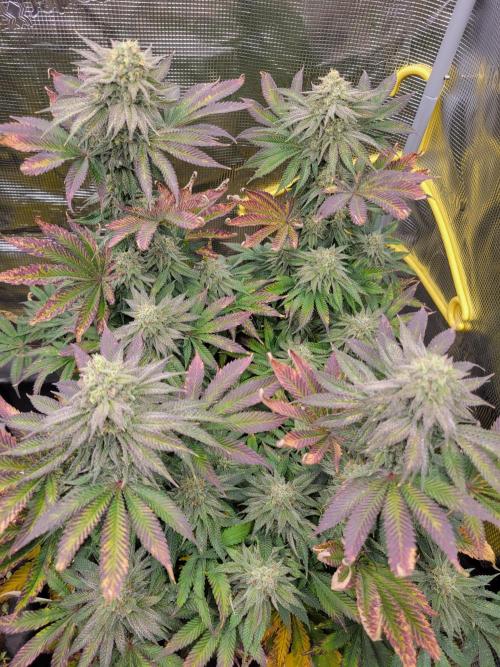 Chem D x Banana Zkittlez. Week 12