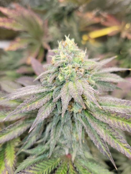 Chem D x Banana Zkittlez. Week 12