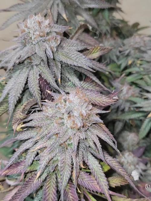 White Truffle BX x Rainbow Melon