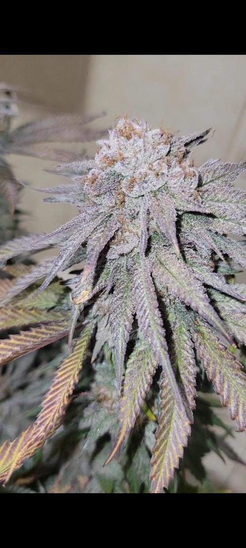 White Truffle BX x Rainbow Melon. Week 14