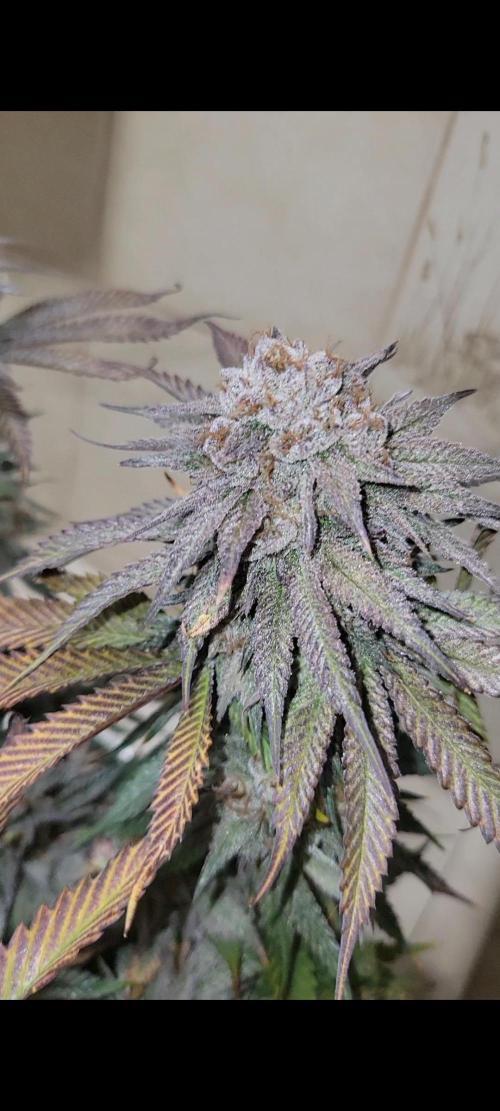 White Truffle BX x Rainbow Melon. Week 14