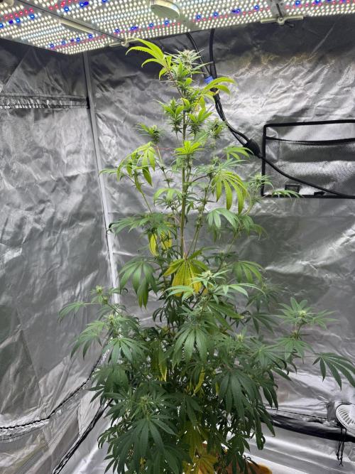 Californian Gold. Week 14