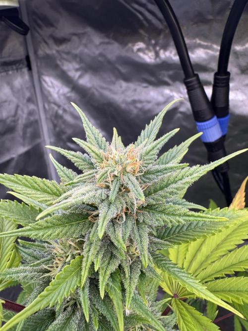 Californian Gold. Week 14