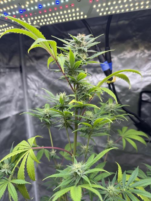 Californian Gold. Week 14