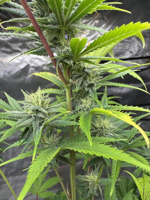 Californian Gold. Week 14