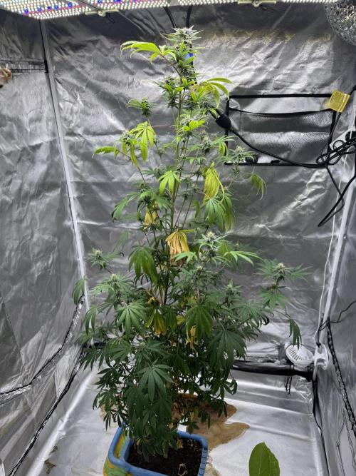 Californian Gold. Week 15