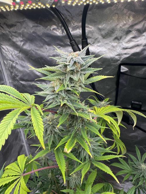 Californian Gold. Week 15