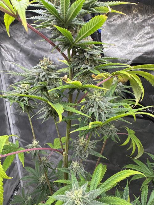 Californian Gold. Week 15