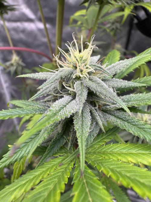 Californian Gold. Week 15