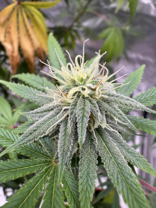 Californian Gold. Week 15