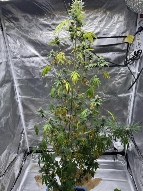 Californian Gold. Week 16