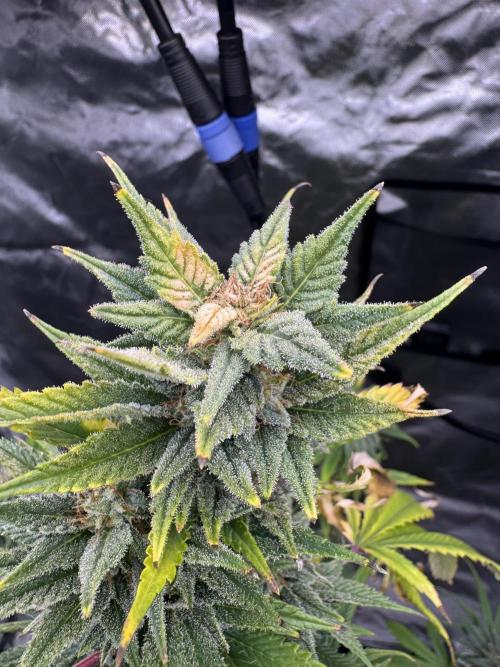 Californian Gold. Week 16