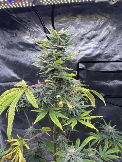 Californian Gold. Week 16