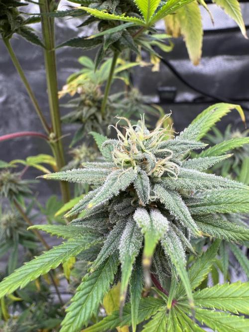 Californian Gold. Week 16