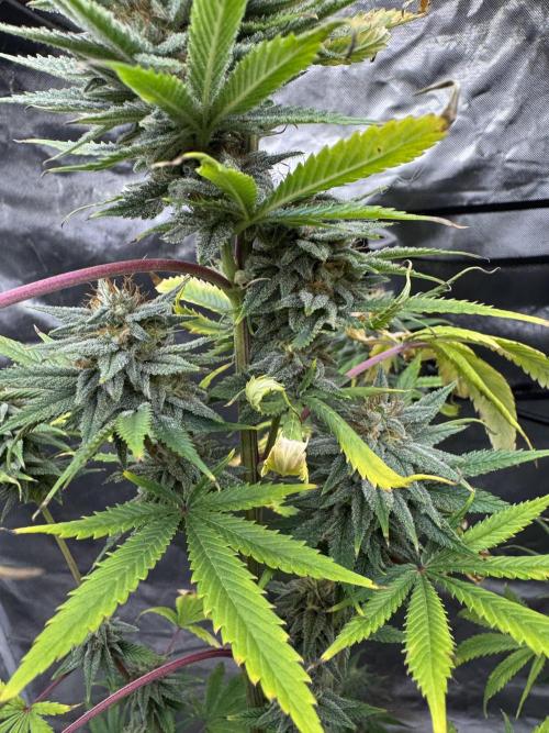 Californian Gold. Week 16