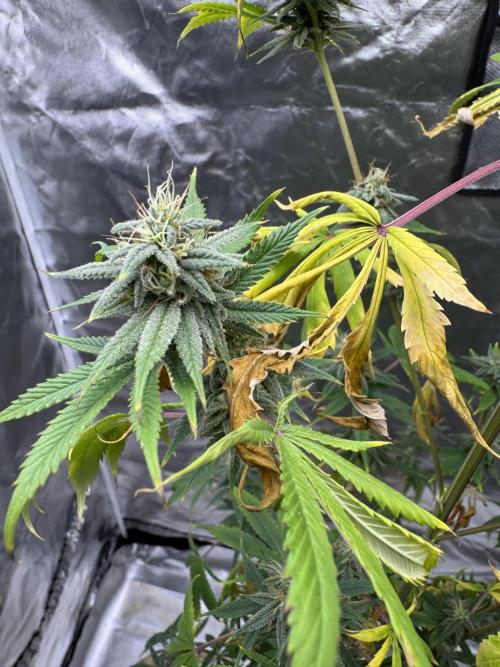 Californian Gold. Week 16