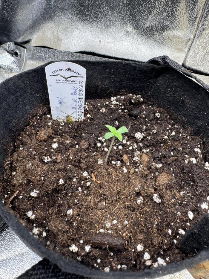 Auto Divine Rapier #1. Week 1