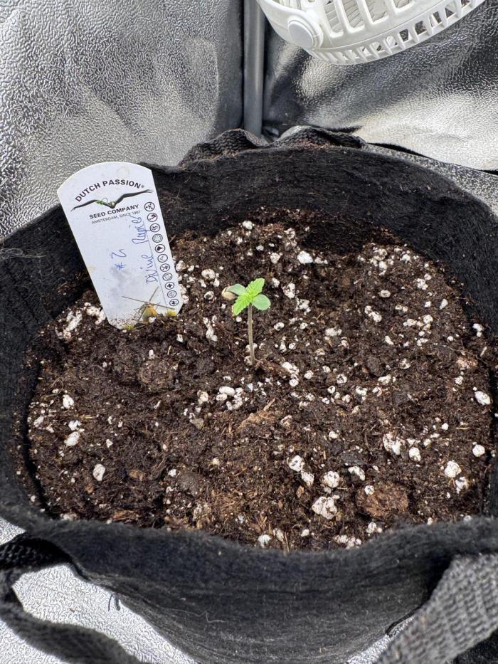 Auto Divine Rapier #2. Week 1