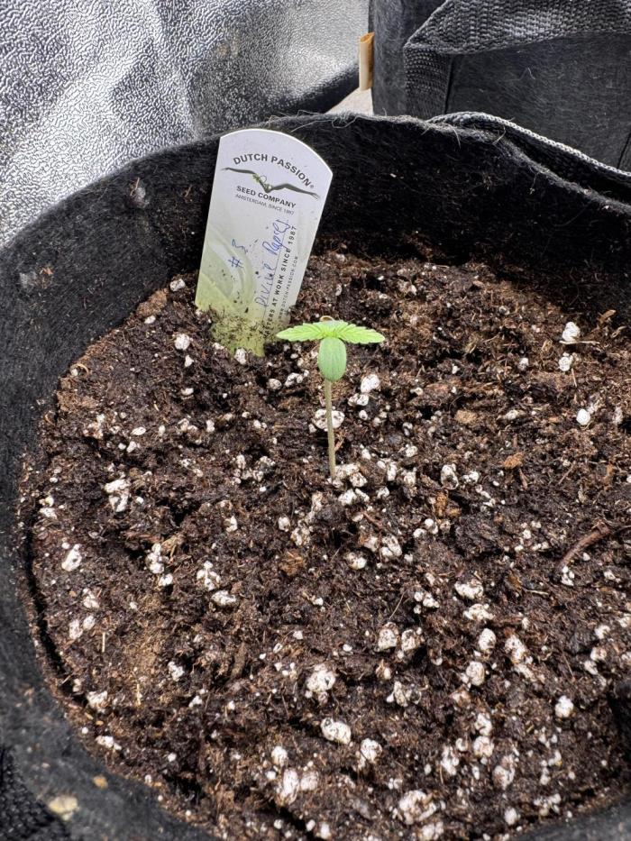 Auto Divine Rapier #3. Week 1