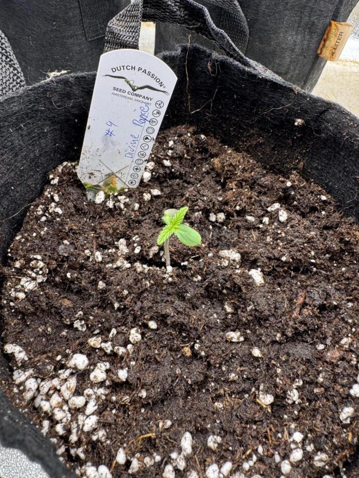 Auto Divine Rapier #4. Week 1