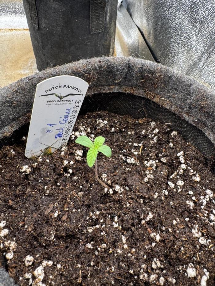 Auto Black Opium #1. Week 1