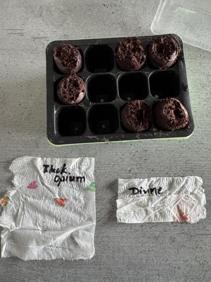 Auto Black Opium #2. Week 0