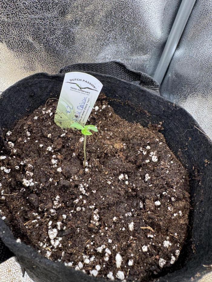 Auto Black Opium #2. Week 1