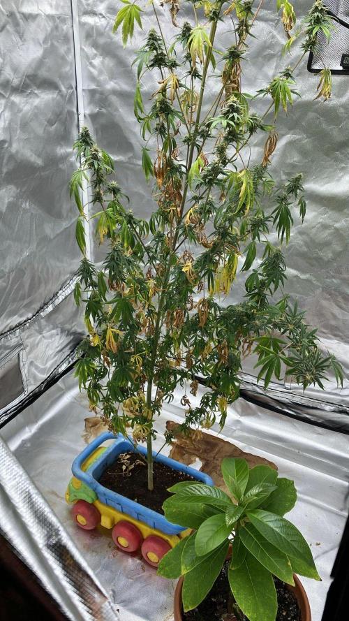 Californian Gold. Week 17