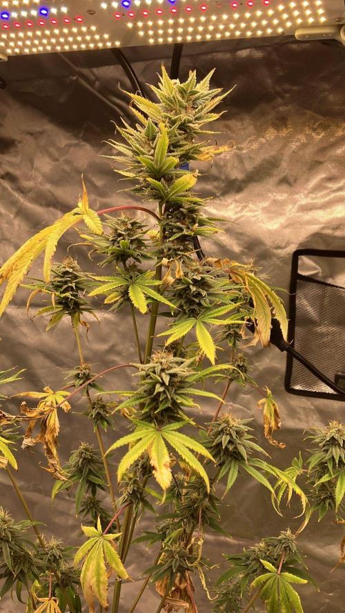 Californian Gold. Week 17