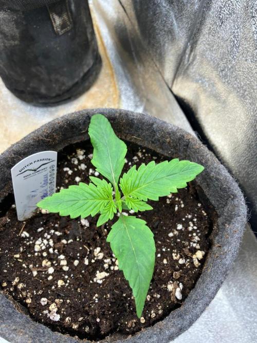 Auto Black Opium #1. Week 2