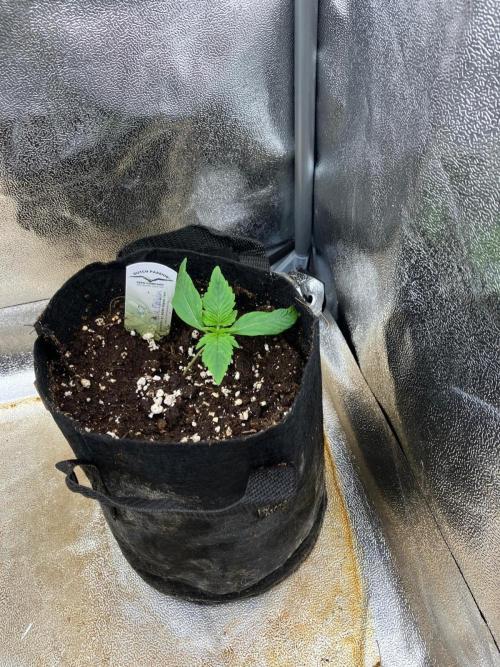 Auto Black Opium #2. Week 2