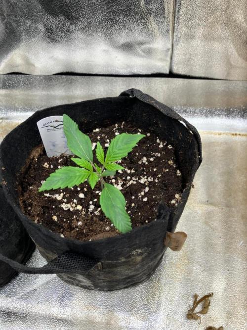 Auto Divine Rapier #1. Week 2