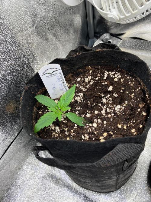 Auto Divine Rapier #2. Week 2