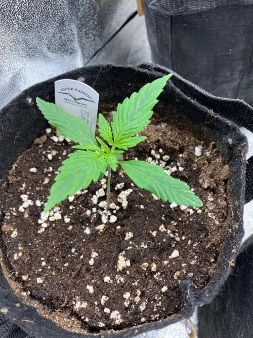 Auto Divine Rapier #3. Week 2