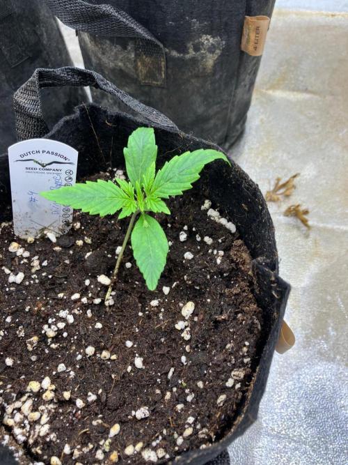 Auto Divine Rapier #4. Week 2