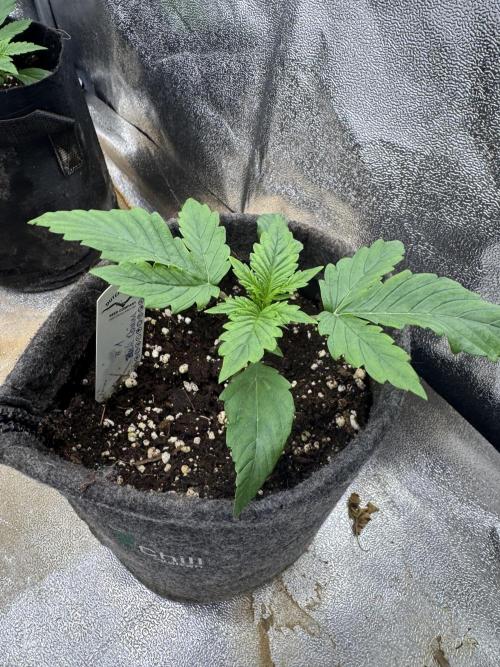 Auto Black Opium #1. Week 2